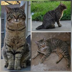 Found/Stray Male Cat last seen Eric Ln & S Cozby St, Benbrook, TX 76126