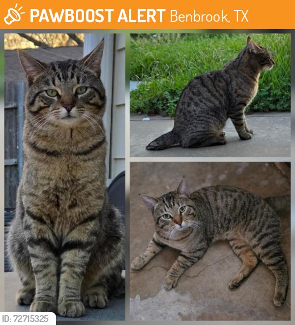 Found/Stray Male Cat last seen Eric Ln & S Cozby St, Benbrook, TX 76126