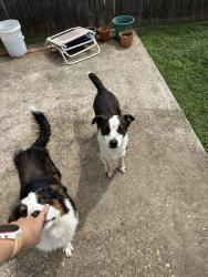 Found/Stray Male Dog last seen La Salle and University Parks, Waco, TX 76706