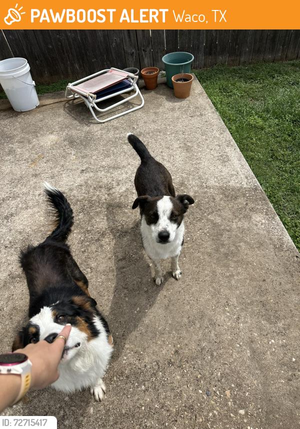 Found/Stray Male Dog last seen La Salle and University Parks, Waco, TX 76706