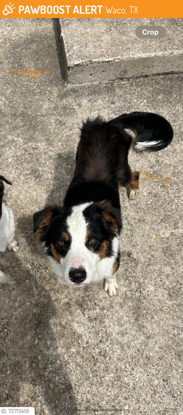 Found/Stray Male Dog last seen La Salle and University Parks, Waco, TX 76706