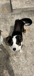 Found/Stray Male Dog last seen La Salle and University Parks, Waco, TX 76706