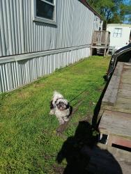 Lost Male Dog last seen 138th Pl & Chippewa , Chicago, IL 60633