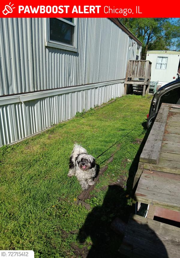 Lost Male Dog last seen 138th Pl & Chippewa , Chicago, IL 60633
