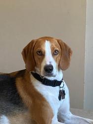 Lost Male Dog last seen Florence St and Egerton St., London, ON N5W 3Z6