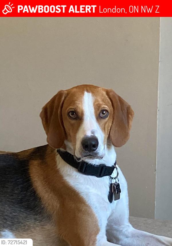 Lost Male Dog last seen Florence St and Egerton St., London, ON N5W 3Z6