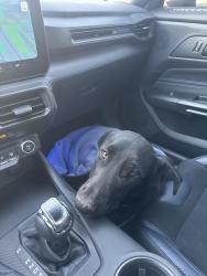 Found/Stray Female Dog last seen Mcmahon and universe , Albuquerque, NM 87120