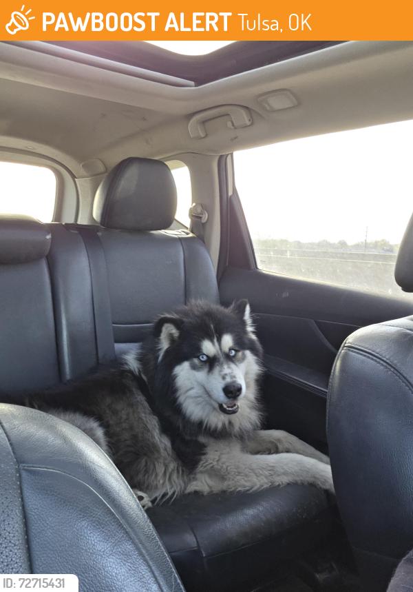 Found/Stray Male Dog last seen Pine and memorial, Tulsa, OK 74115