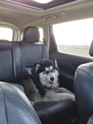 Found/Stray Male Dog last seen Pine and memorial, Tulsa, OK 74115