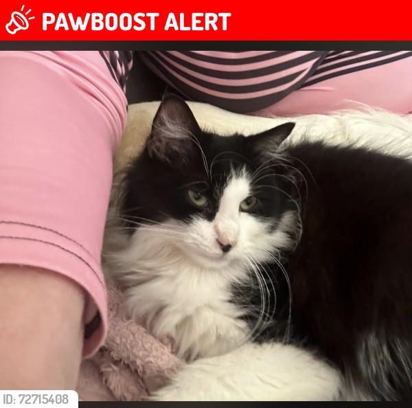 Lost Female Cat last seen The Hoo / Priory Avenue, Essex, England CM17 0HS