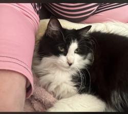 Lost Female Cat last seen The Hoo / Priory Avenue, Essex, England CM17 0HS
