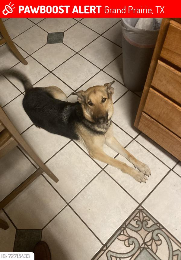 Lost Female Dog last seen Near hallmark st, Grand Prairie, TX 75052