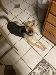 Lost Female Dog last seen Near hallmark st, Grand Prairie, TX 75052