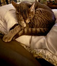 Lost Female Cat last seen Legacy Mill apmt, Athens, GA 30606
