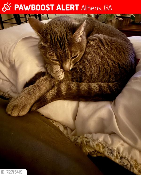 Lost Female Cat last seen Legacy Mill apmt, Athens, GA 30606