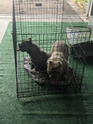 Found/Stray Male Dog last seen Fairlight St, Palm Bay, FL 32907