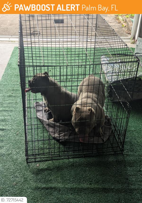 Found/Stray Male Dog last seen Fairlight St, Palm Bay, FL 32907