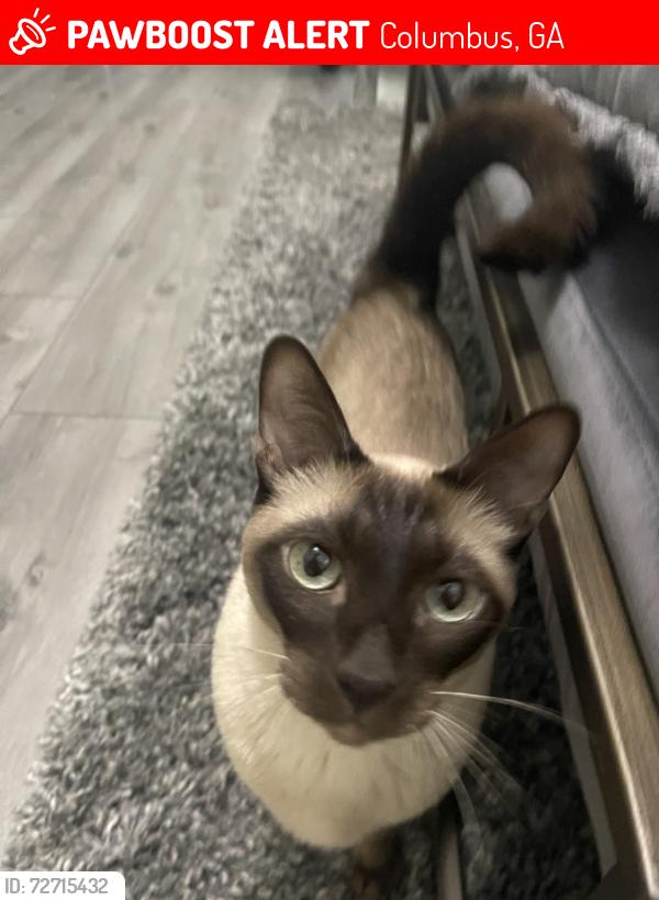 Lost Male Cat last seen Midland Road, Columbus, GA 31820