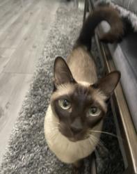 Lost Male Cat last seen Midland Road, Columbus, GA 31820