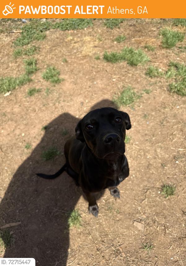Found/Stray Female Dog last seen Indiana Ave, Athens, GA 30605