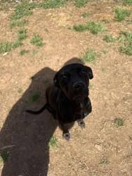 Found/Stray Female Dog last seen Indiana Ave, Athens, GA 30605