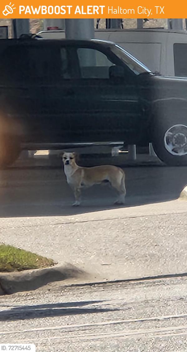 Found/Stray Unknown Dog last seen Fuel City, Haltom City, TX 76117