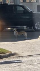 Found/Stray Unknown Dog last seen Fuel City, Haltom City, TX 76117