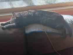 Found/Stray Female Cat last seen My hse, Kenhorst, PA 19607