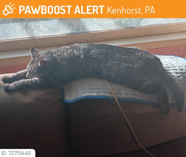 Found/Stray Female Cat last seen My hse, Kenhorst, PA 19607