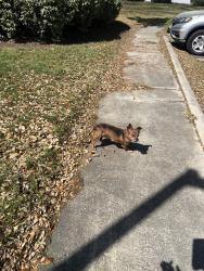 Found/Stray Unknown Dog last seen Cape Landing Dr near apts 3000, Myrtle Beach, SC 29588