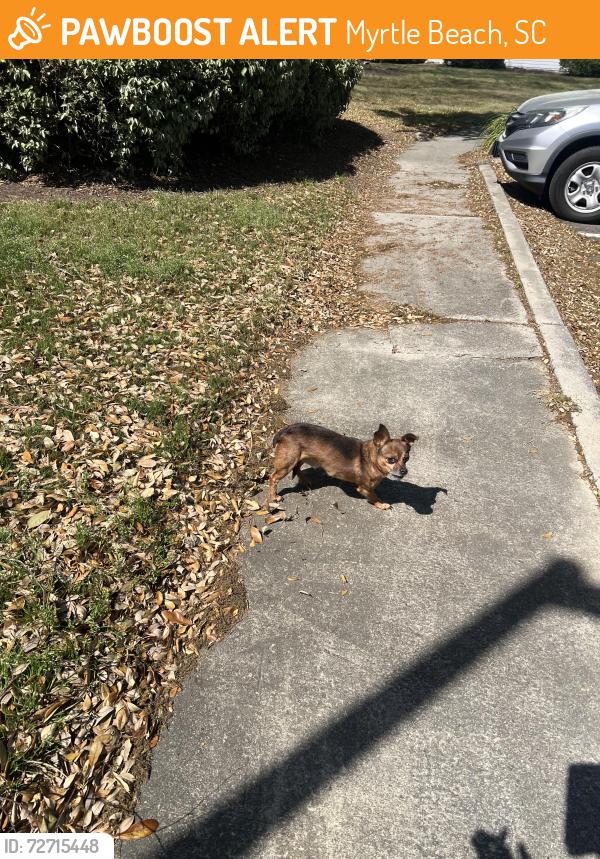 Found/Stray Unknown Dog last seen Cape Landing Dr near apts 3000, Myrtle Beach, SC 29588