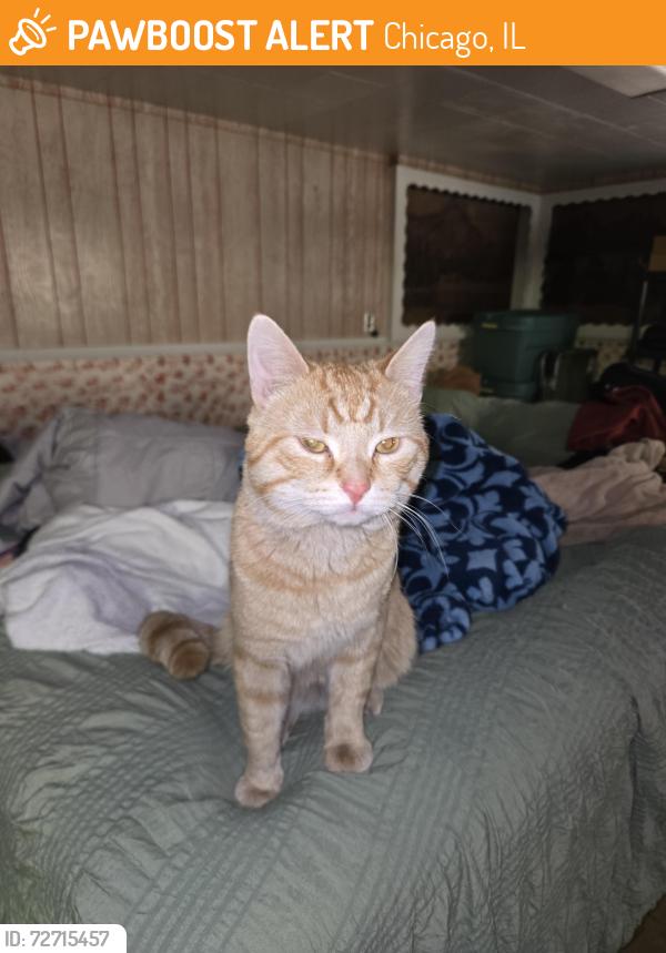Found/Stray Male Cat last seen Dakin and Lockwood , Chicago, IL 60641
