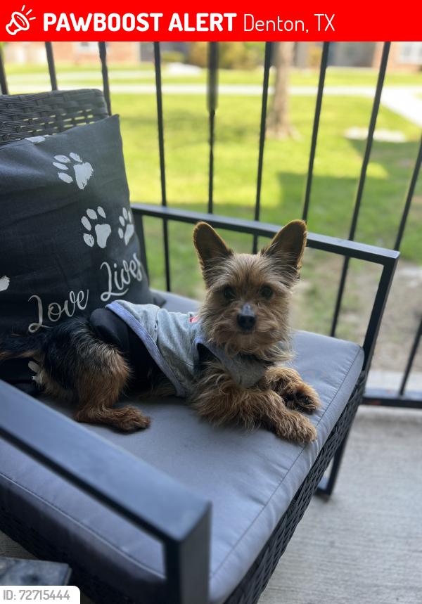 Lost Male Dog last seen Bonnie brai, Denton, TX 76205