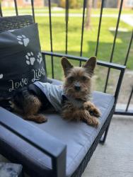 Lost Male Dog last seen Bonnie brai, Denton, TX 76205