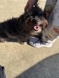 Found/Stray Female Dog last seen Starnes and Smithfield, North Richland Hills, TX 76182