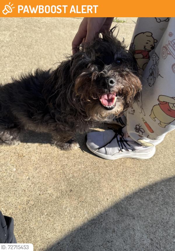 Found/Stray Female Dog last seen Starnes and Smithfield, North Richland Hills, TX 76182