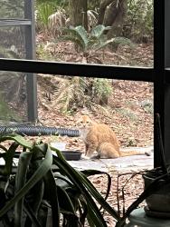 Found/Stray Unknown Cat last seen Black Diamond, Lecanto, Black Diamond, FL 34465