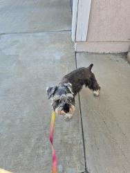 Found/Stray Male Dog last seen 17th and R 10. Off 20th St, Palmdale, CA 93550