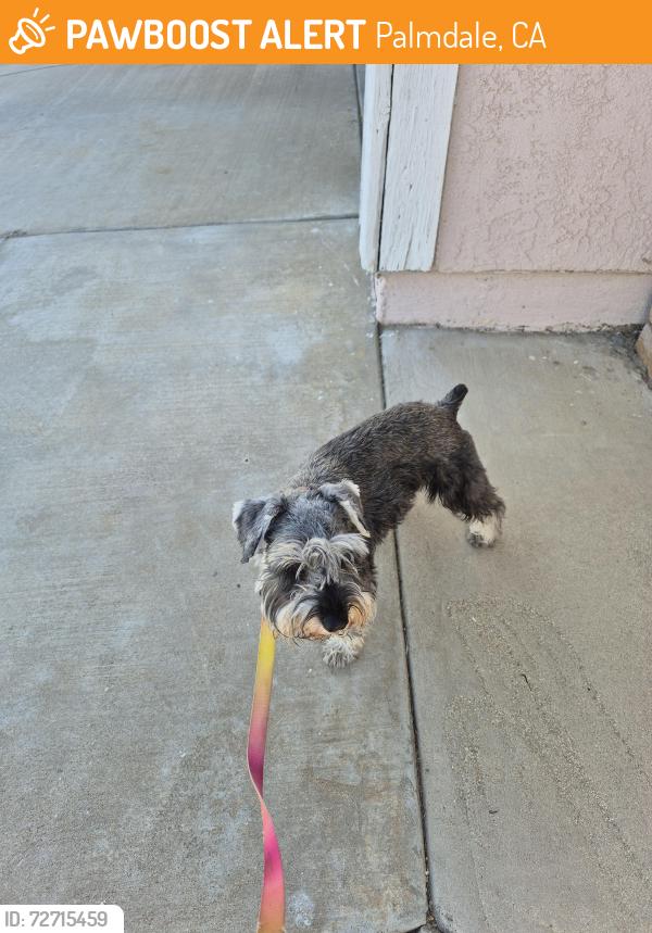 Found/Stray Male Dog last seen 17th and R 10. Off 20th St, Palmdale, CA 93550