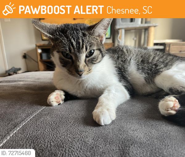 Found/Stray Female Cat last seen Rainbow Lake Middle School, Chesnee, SC 29323