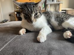 Found/Stray Female Cat last seen Rainbow Lake Middle School, Chesnee, SC 29323