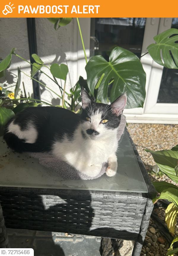Found/Stray Female Cat last seen Graver lane, Newton Heath, England M40 1QW