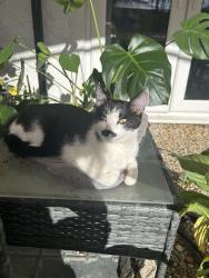Found/Stray Female Cat last seen Graver lane, Newton Heath, England M40 1QW