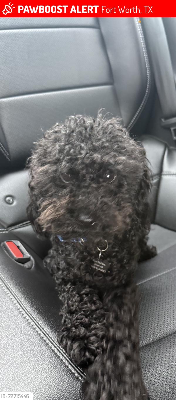 Lost Male Dog last seen Ashwood Circle Fort Worth TX , Fort Worth, TX 76123