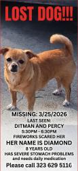 Lost Female Dog last seen Percy and ditman, Los Angeles, CA 90023
