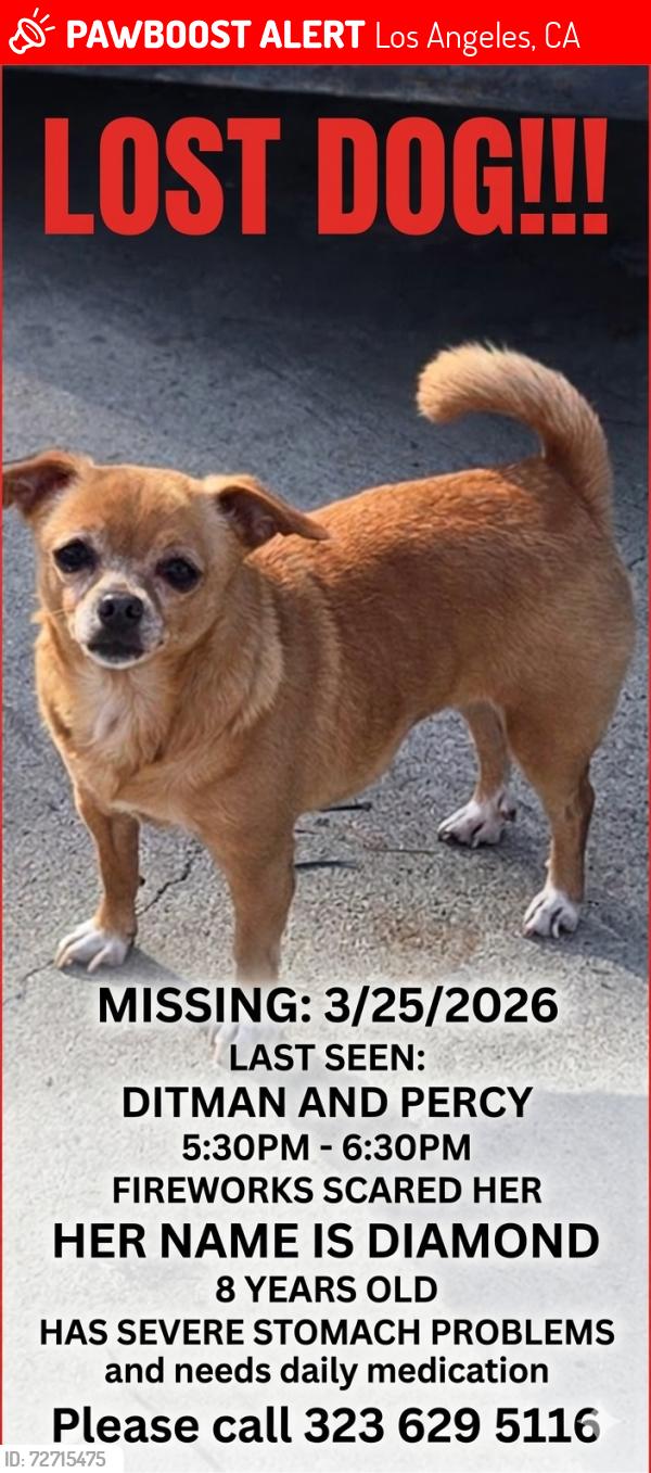 Lost Female Dog last seen Percy and ditman, Los Angeles, CA 90023