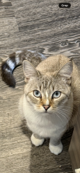 Lost Female Cat last seen Near e Vassar Avenue , Aurora, CO 80014