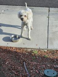 Found/Stray Male Dog last seen Lemonscent and Heathblossom sts KB s Spring Mountain.   East of Mt vernon, Riverside, CA 92507