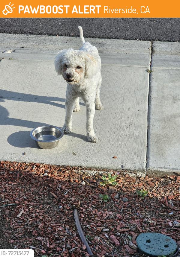 Found/Stray Male Dog last seen Lemonscent and Heathblossom sts KB s Spring Mountain.   East of Mt vernon, Riverside, CA 92507