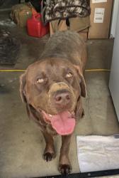 Found/Stray Male Dog last seen Wood road between Robert’s and Bert , Riverside, CA 92508